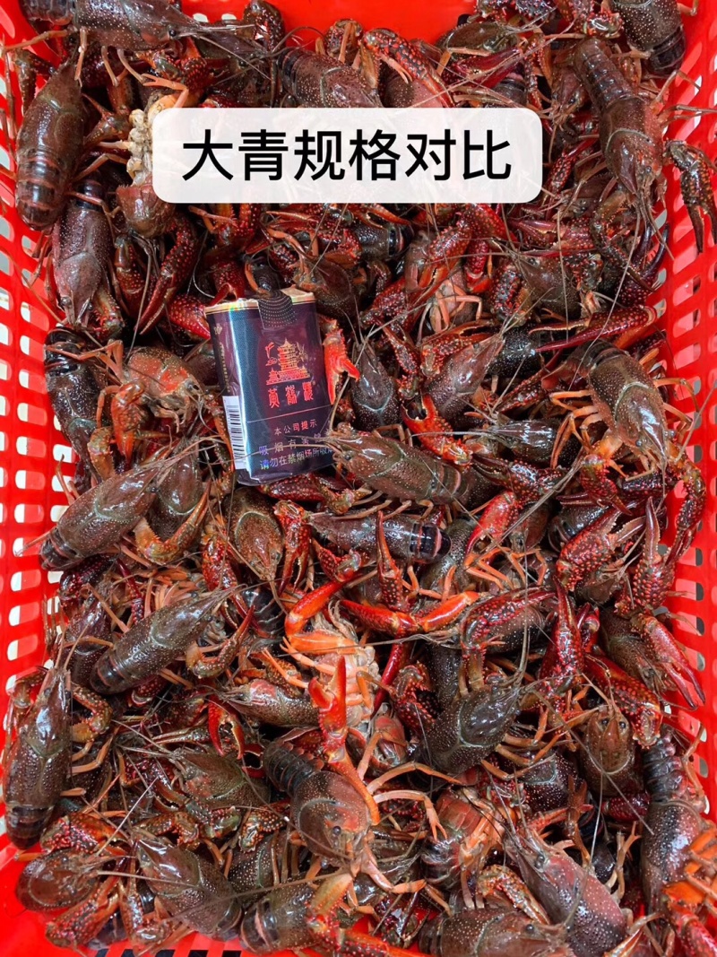 潜江小龙虾234/456/6789/9钱以上青红分开