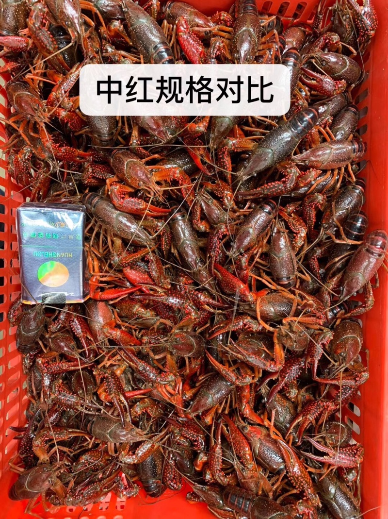 潜江小龙虾234/456/6789/9钱以上青红分开