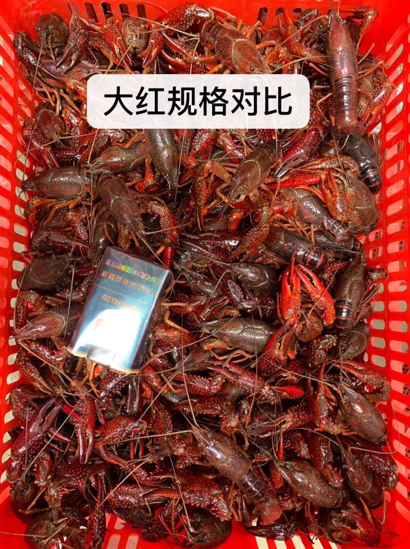 潜江小龙虾234/456/6789/9钱以上青红分开