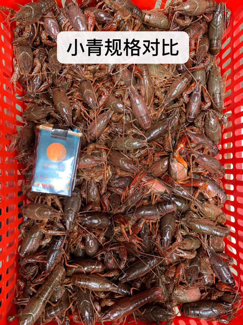 潜江小龙虾234/456/6789/9钱以上青红分开