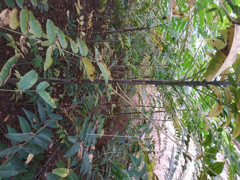 杨凌红油香椿苗各种规格
