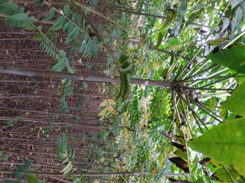 杨凌红油香椿苗各种规格