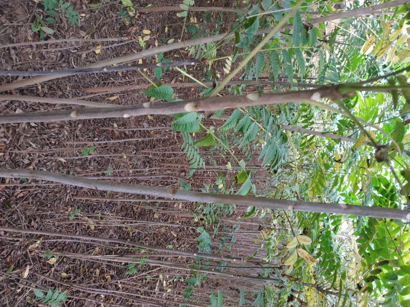 杨凌红油香椿苗各种规格