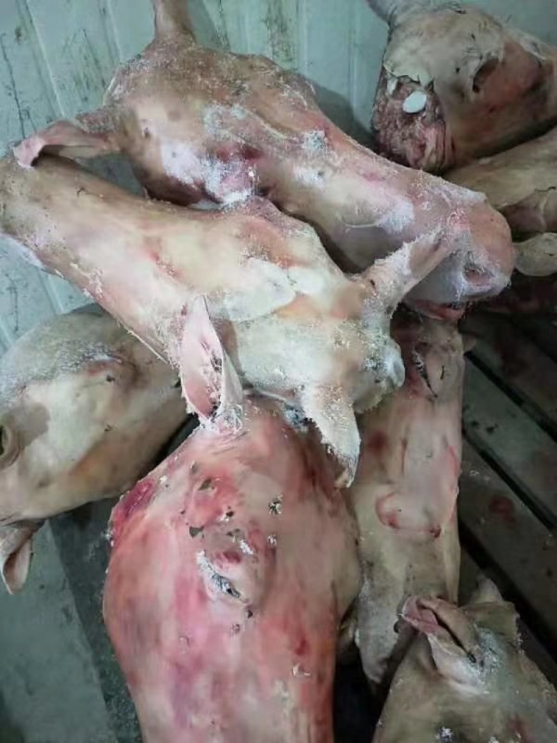 生鲜马头生鲜驴头都是现杀现宰的鲜驴头马头