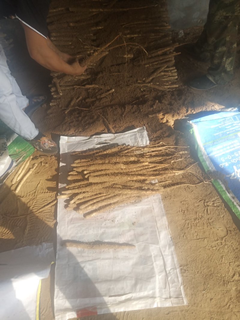 小白嘴山药