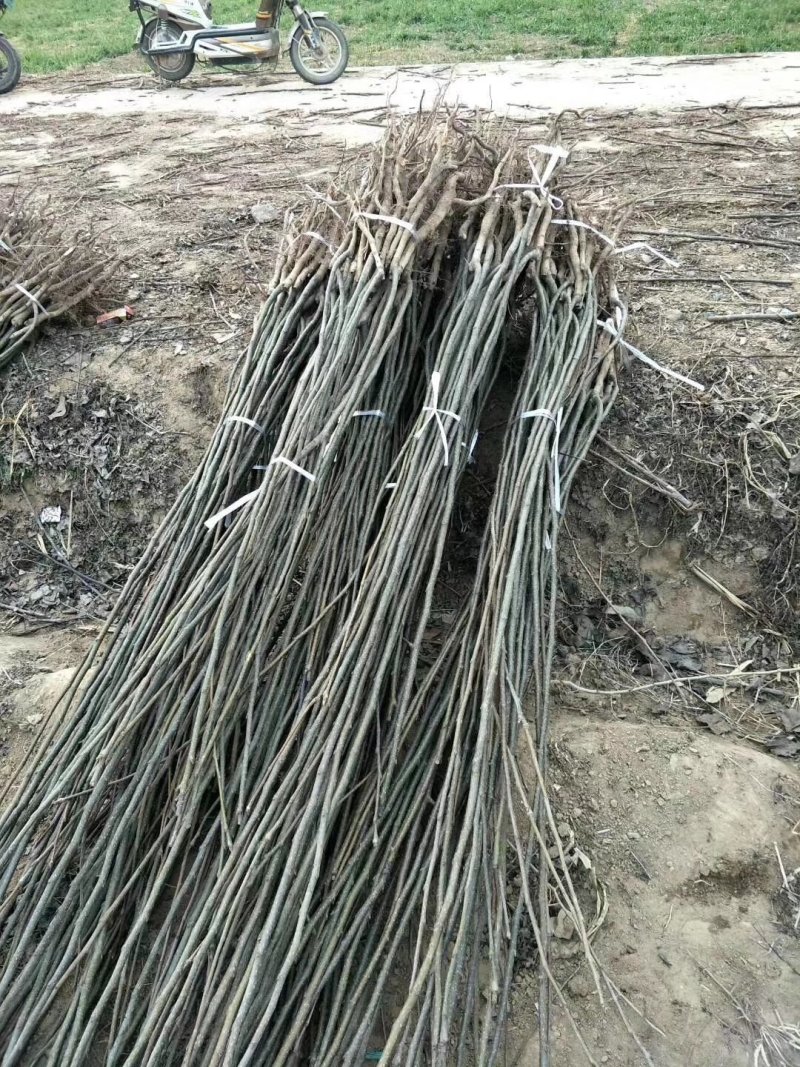 美国八号苹果苗美八苹果树品种纯正现挖现发