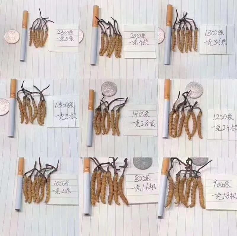 冬虫夏草…健康加油站