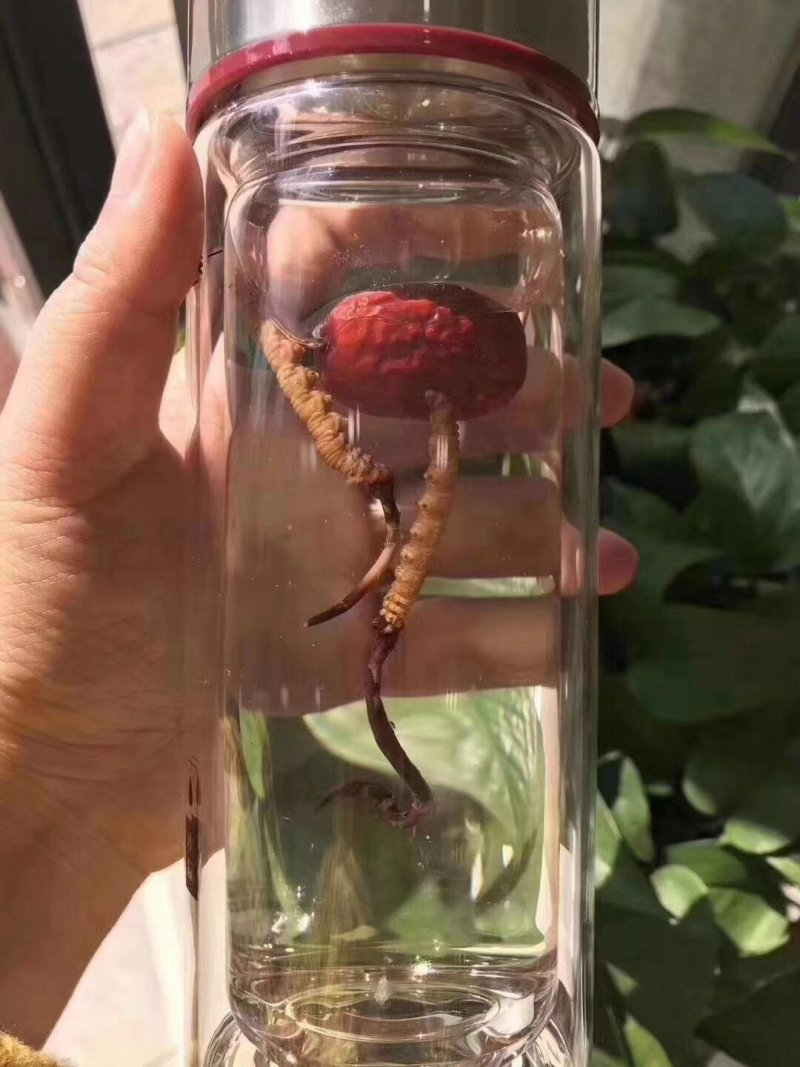 冬虫夏草…健康加油站