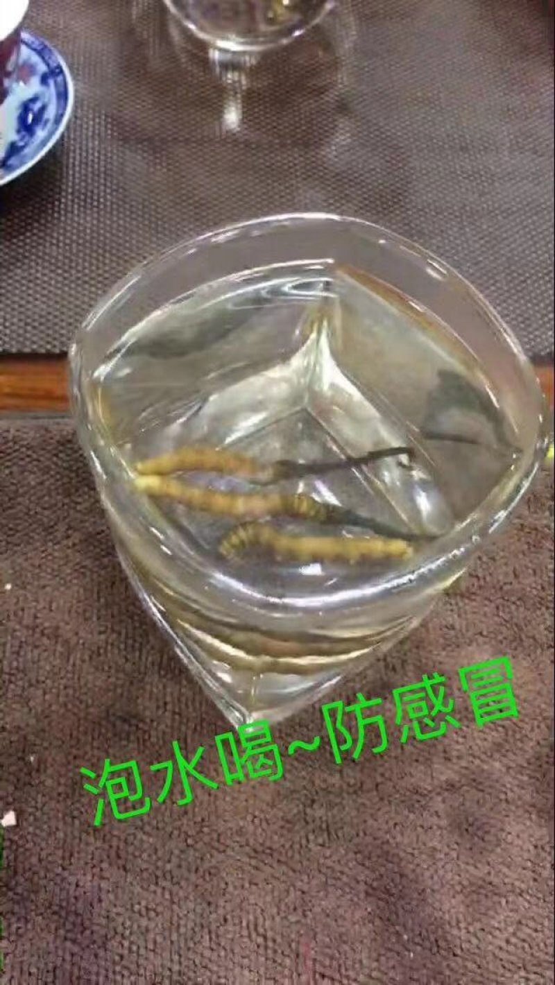 冬虫夏草…健康加油站