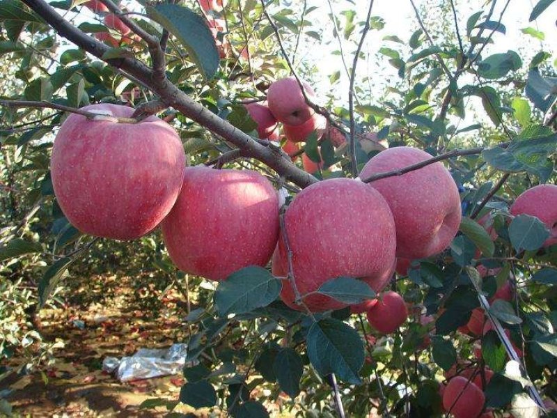 烟富六号苹果树苗品种纯正农户直发现挖现发