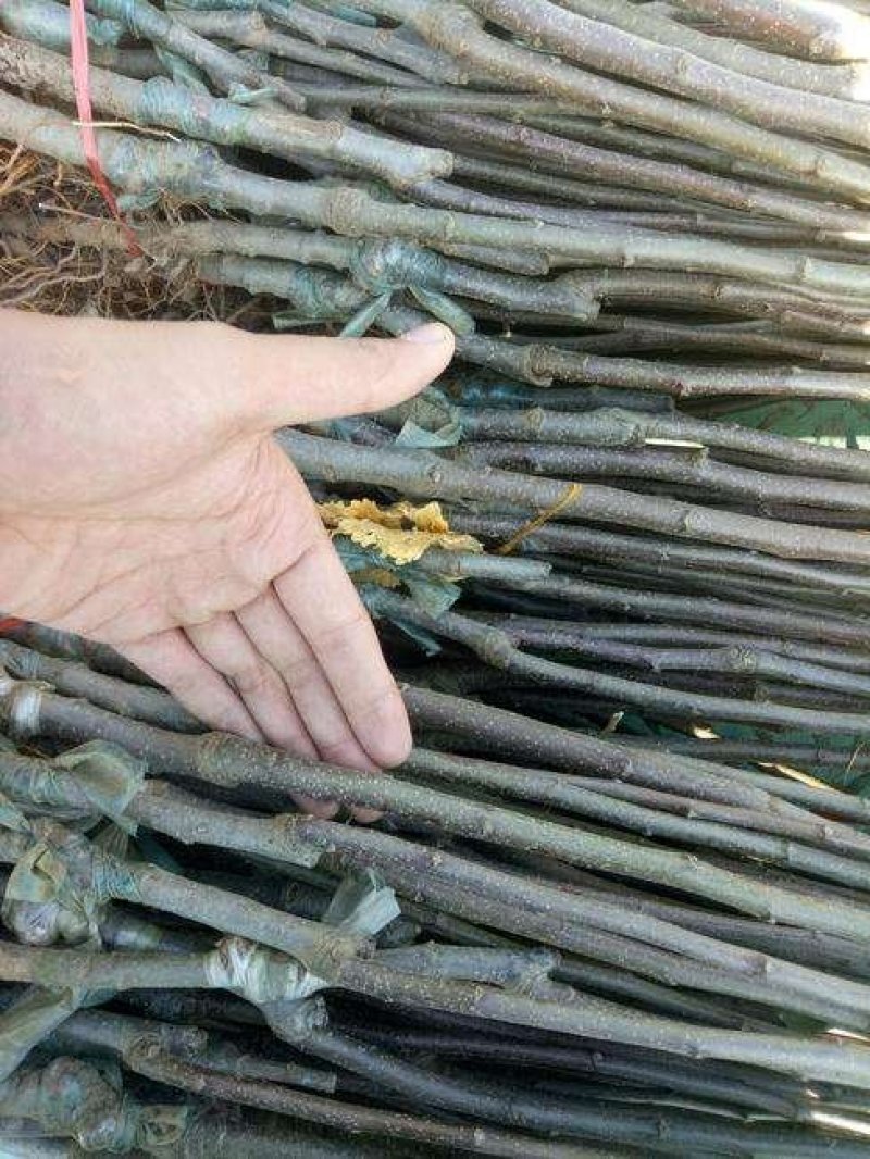 烟富六号苹果树苗品种纯正农户直发现挖现发