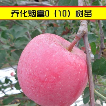 烟富10号苹果树苗苹果嫁接苗二年嫁接苗品种纯正
