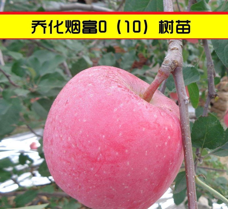 烟富10号苹果树苗苹果嫁接苗二年嫁接苗品种纯正