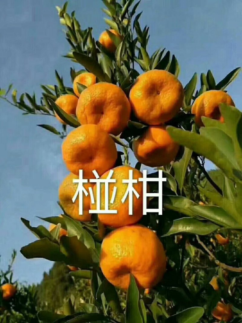 宜昌椪柑，新鲜，产地直供，口感甜，诚信代办