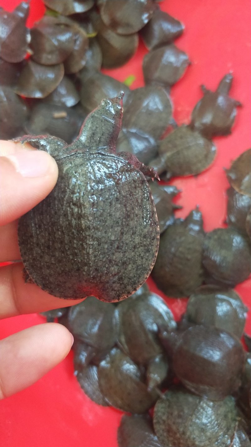 厂家直供甲鱼苗水鱼苗鳖苗价格便宜