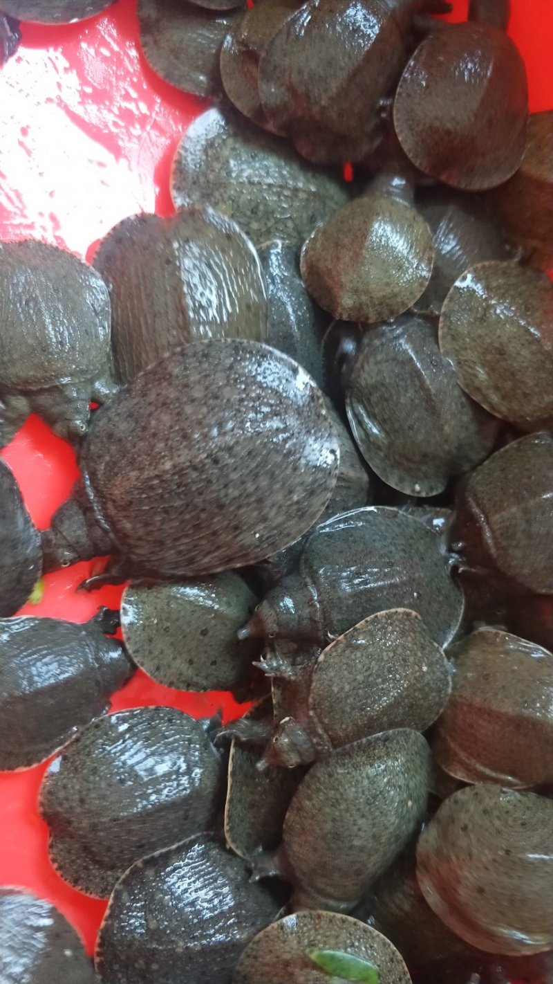 厂家直供甲鱼苗水鱼苗鳖苗价格便宜