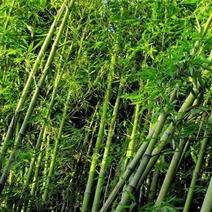 钢竹工程苗庭院绿化观赏竹供应规格杆径1.5-5公分