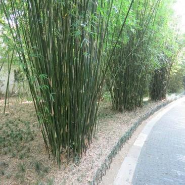 慈孝竹工程苗庭院观赏竹供应规格杆径1公分左右