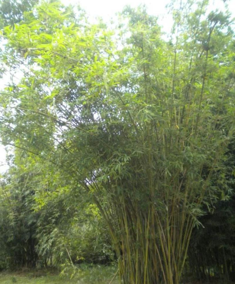 慈孝竹工程苗庭院观赏竹供应规格杆径1公分左右