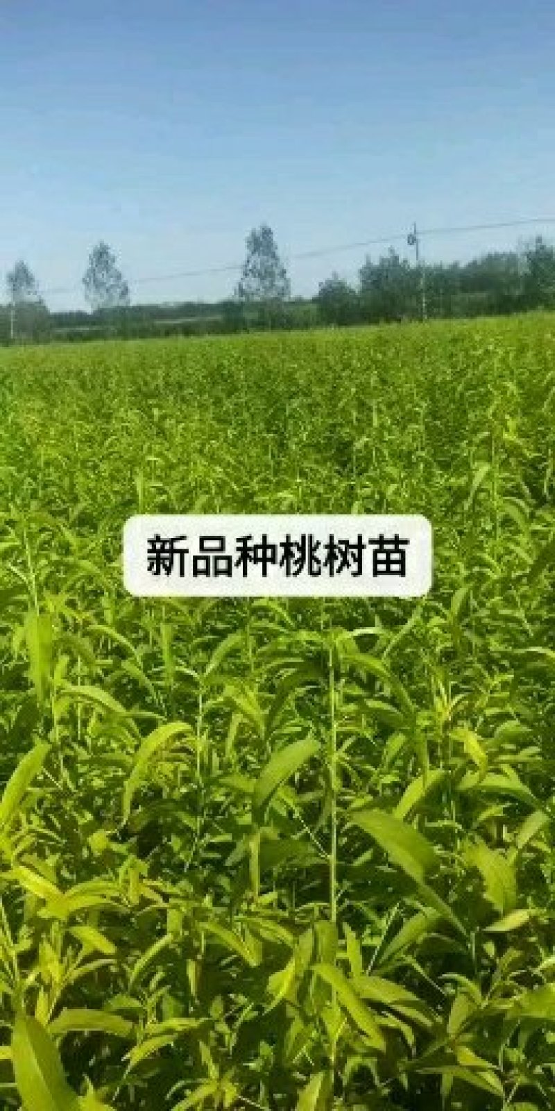 桃树苗