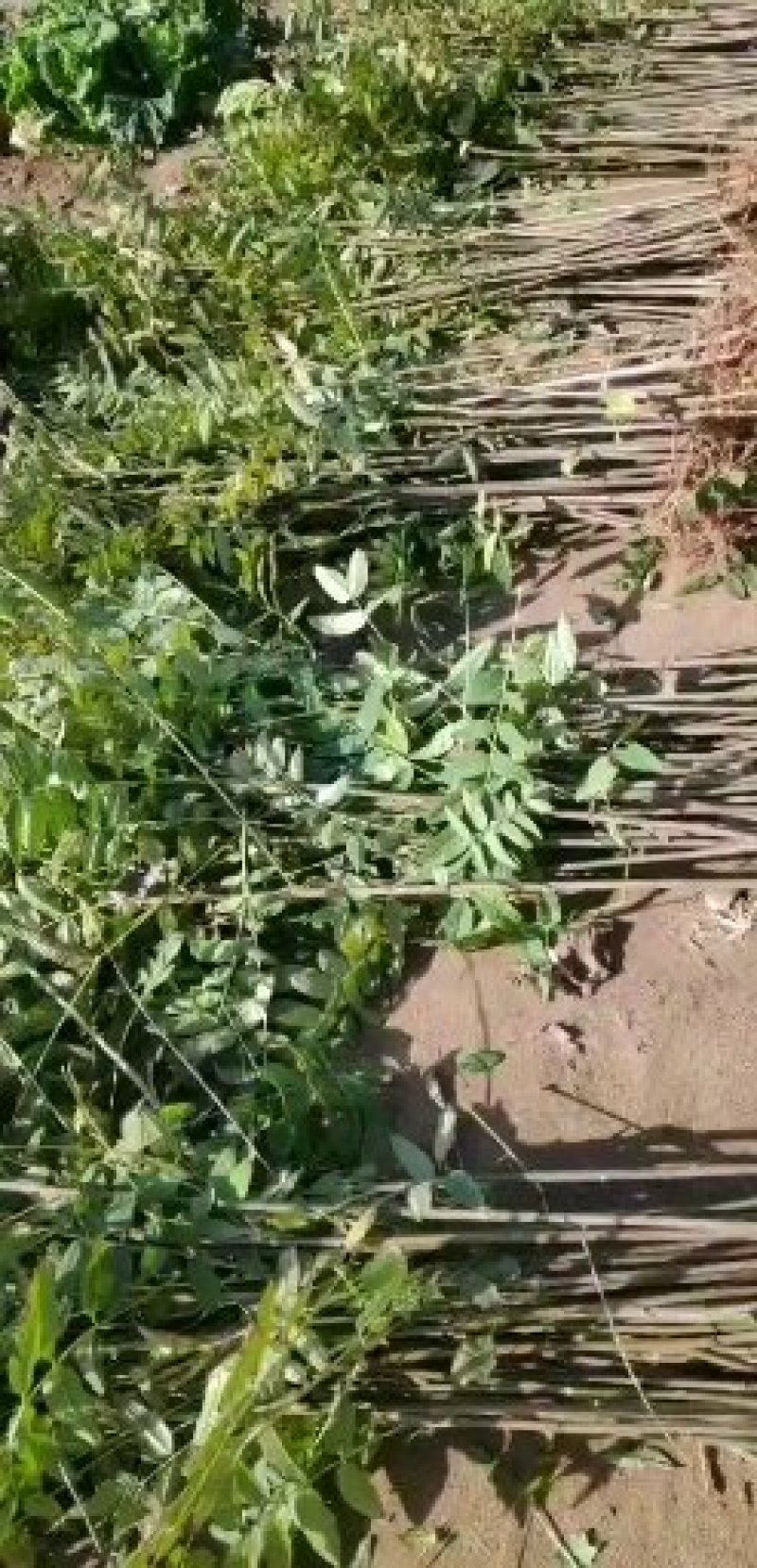 红油香椿树苗大棚露天均可种植