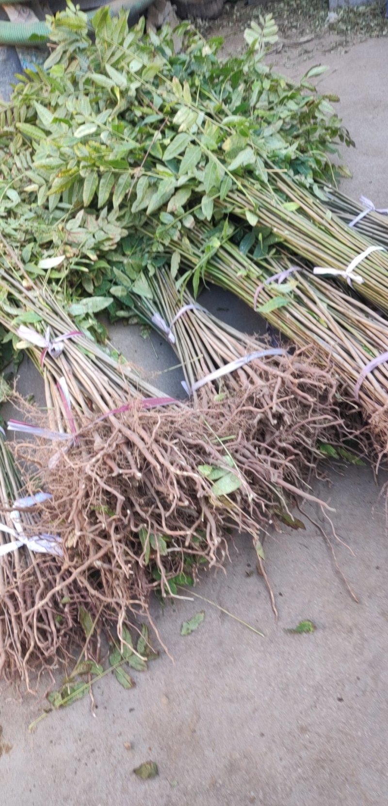 红油香椿树苗大棚露天均可种植