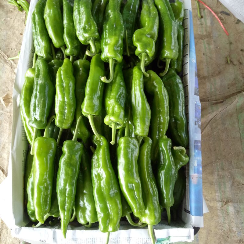万亩精品鲜辣椒301辣椒芜湖椒现摘现采全国超市市场直供
