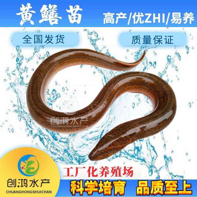 【产地直销】黄鳝苗黄鳝鱼苗花苗鳝淡水养殖优质高产
