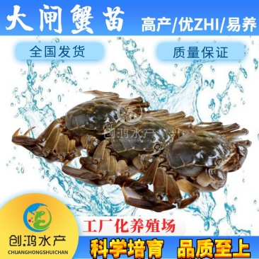 【厂家直销】优质大闸蟹苗中华绒螯蟹苗淡水养殖