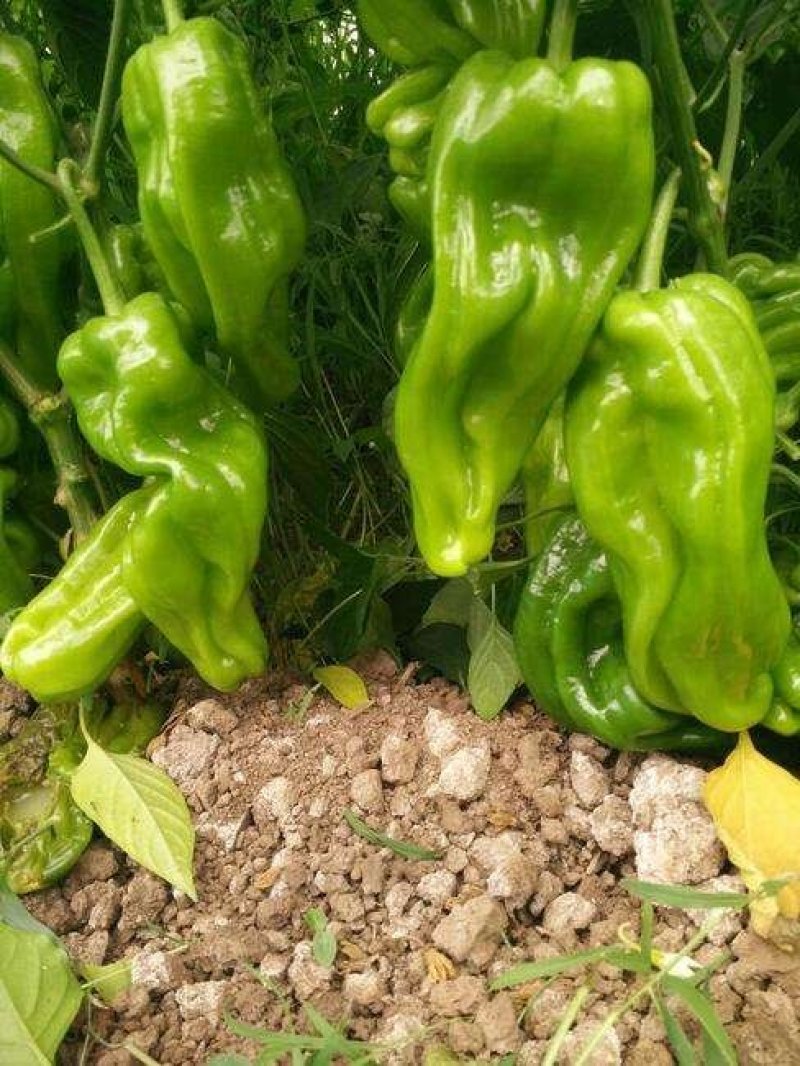 精品鲜301辣椒线椒芜湖椒质量保证，直供全国超市市场