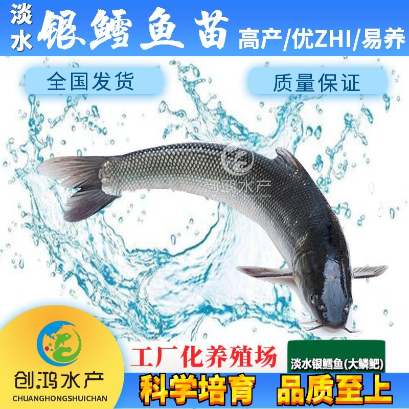 【淡水养殖】银鳕鱼苗大鳞鲃鱼苗优质高产杂食性鱼苗