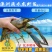 【现苗供应】澳洲淡水小龙虾苗澳洲淡水龙虾苗淡水养殖