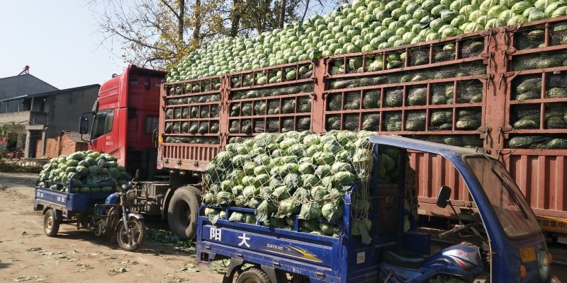 湖北襄阳甘蓝【平苞菜可供超市市场加工𠂆实地考察现摘现