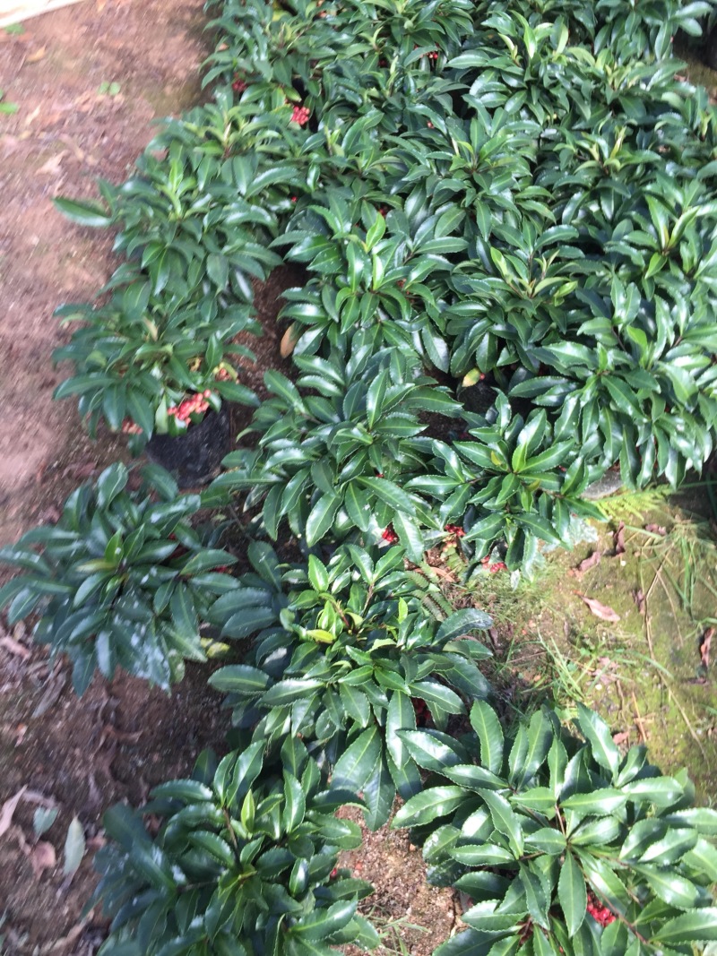 袖珍迷你富贵籽、黄金万两室内盆栽植物盆景园林绿化苗木基地