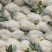 花菜精品量大从优欢迎新老采购诚信就是我们的原则