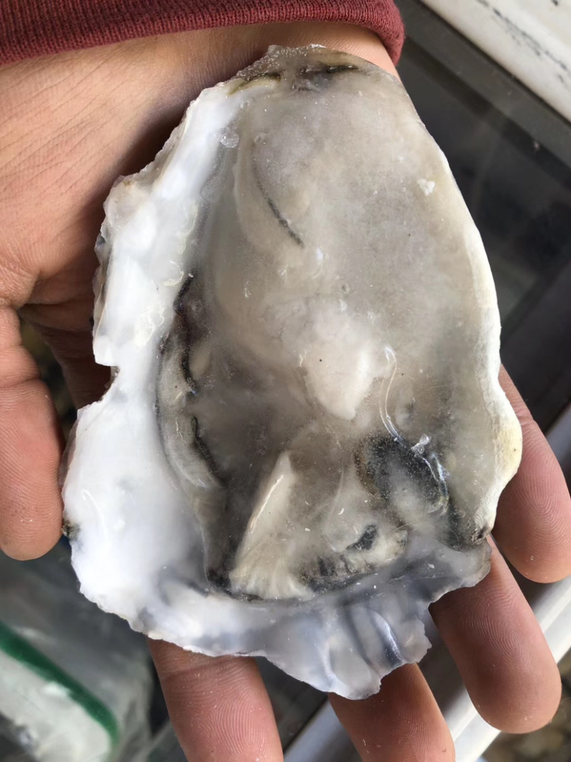 生蚝乳山生蚝，肉质饱满