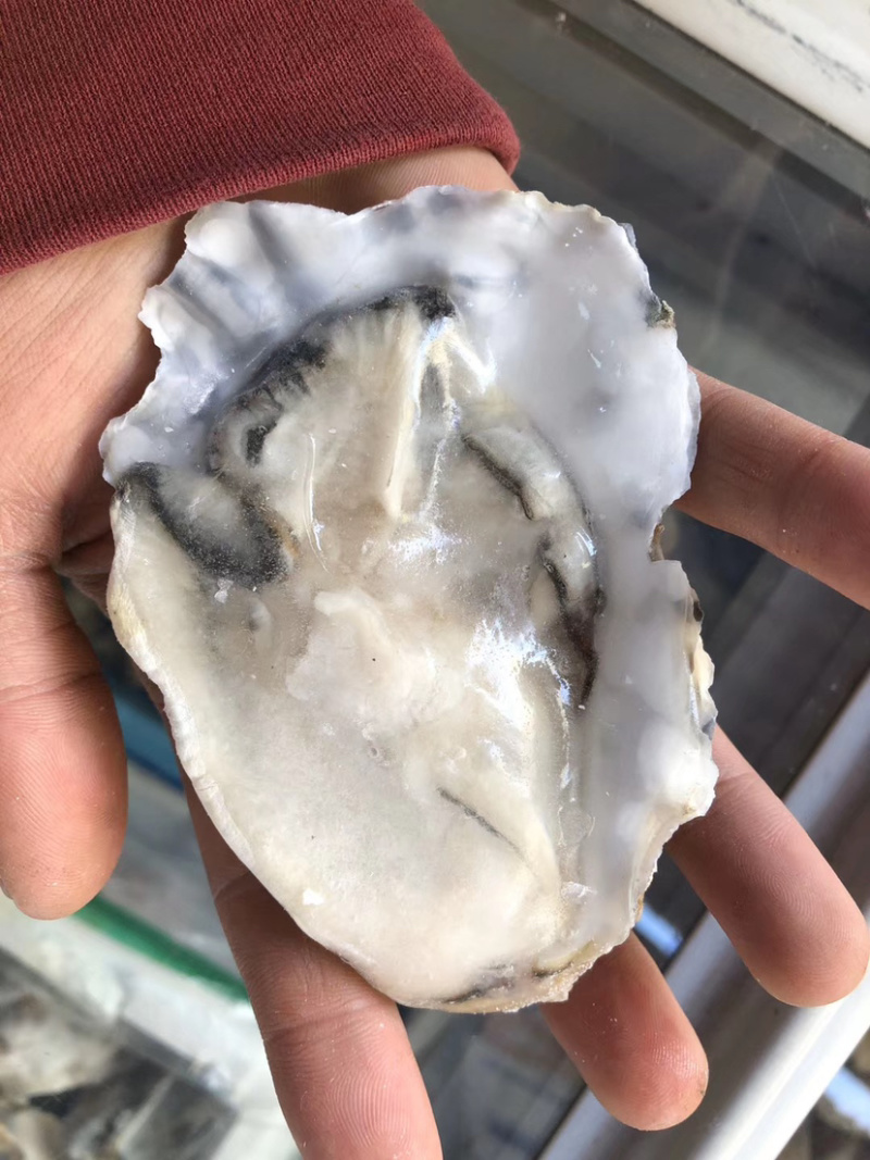 生蚝乳山生蚝，肉质饱满