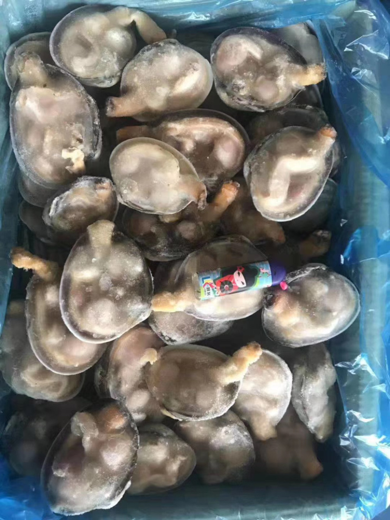 天鹅蛋紫石房蛤，肉质好