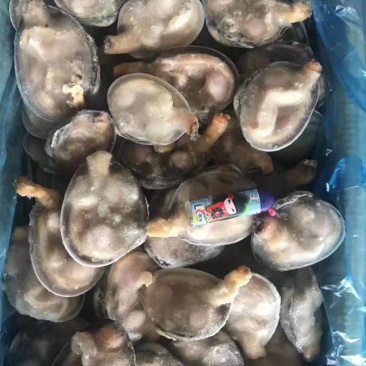 天鹅蛋紫石房蛤，肉质好
