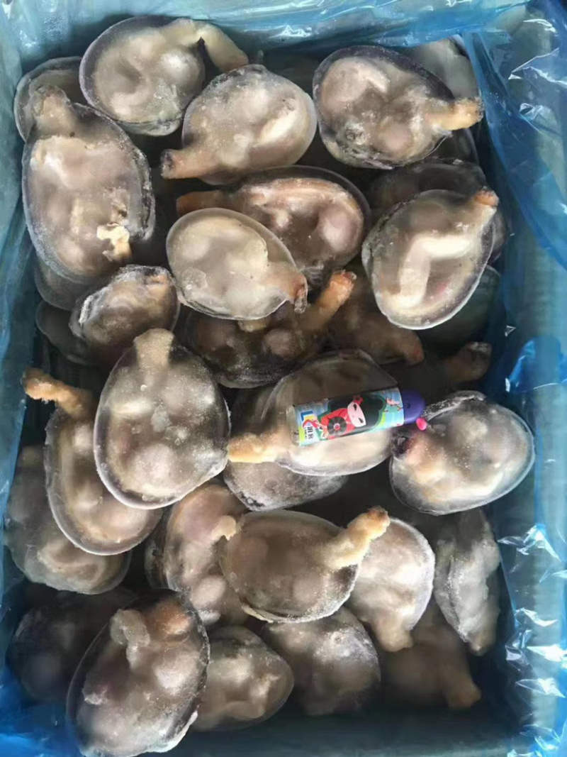 天鹅蛋紫石房蛤，肉质好