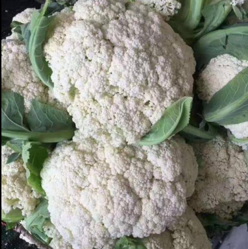 菜花精品花菜大量上市