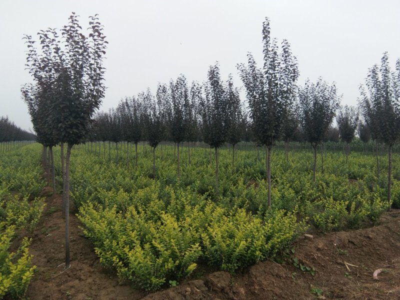 紫叶李，行道树，彩叶树种，高低分枝，规格齐全，货源充足