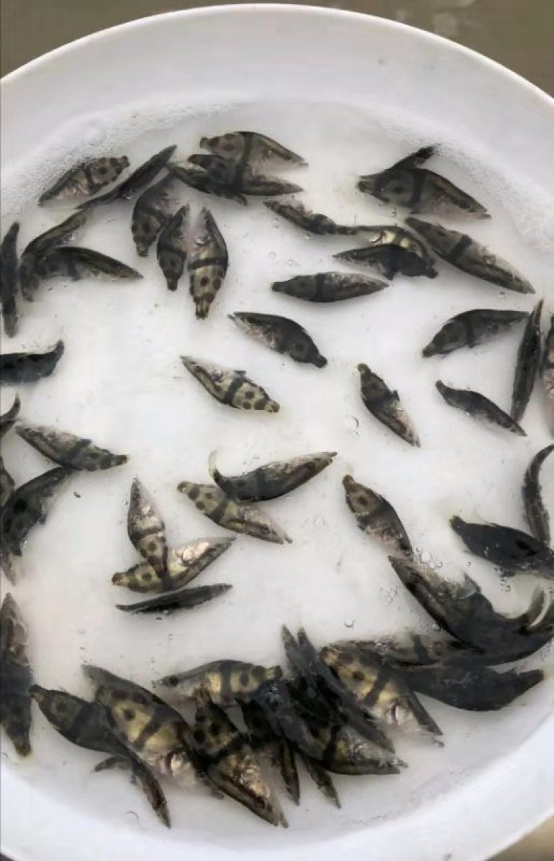 鳜鱼苗桂花鱼苗，全程售后服务技术跟踪指导