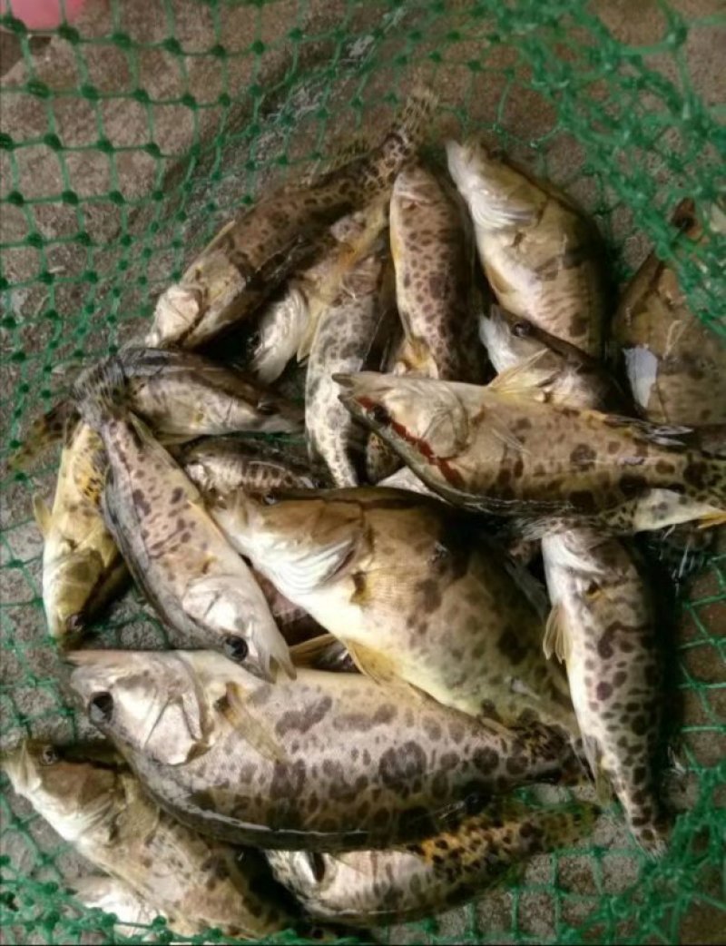 鳜鱼苗桂花鱼苗，全程售后服务技术跟踪指导