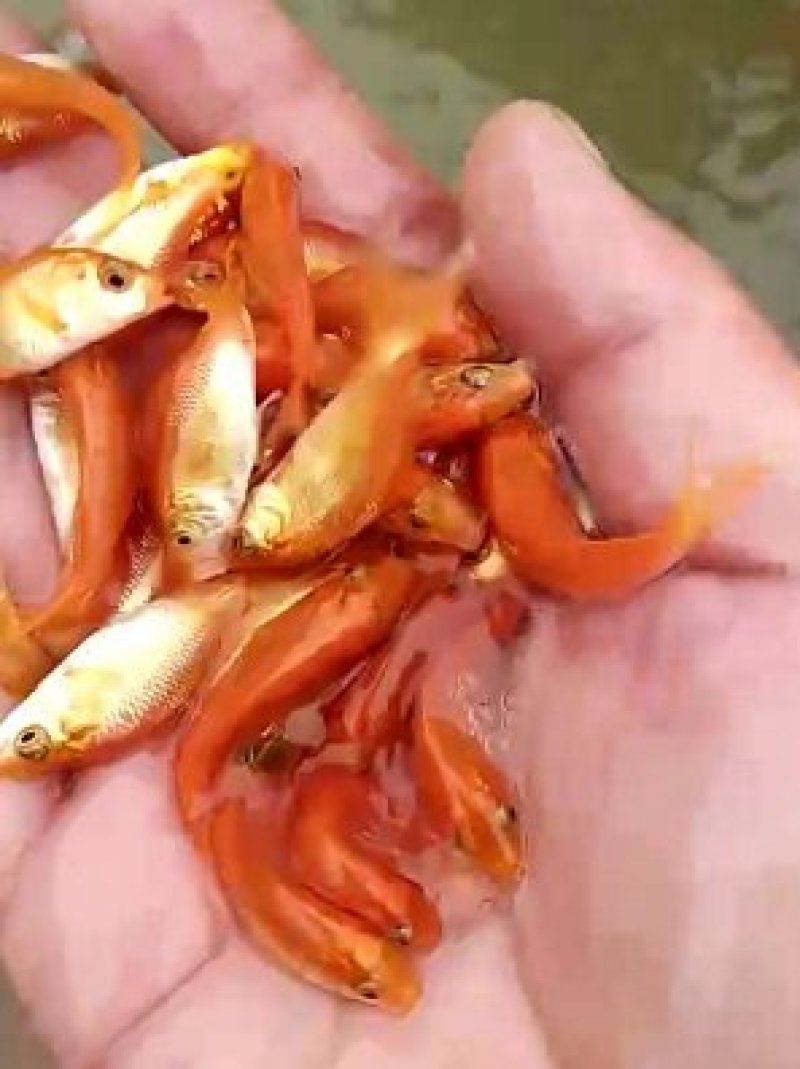 兴国红鲤鱼/苗十自孵水花/全国包邮包活