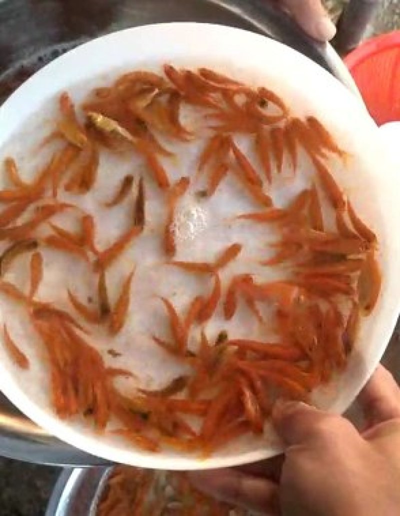 兴国红鲤鱼/苗十自孵水花/全国包邮包活