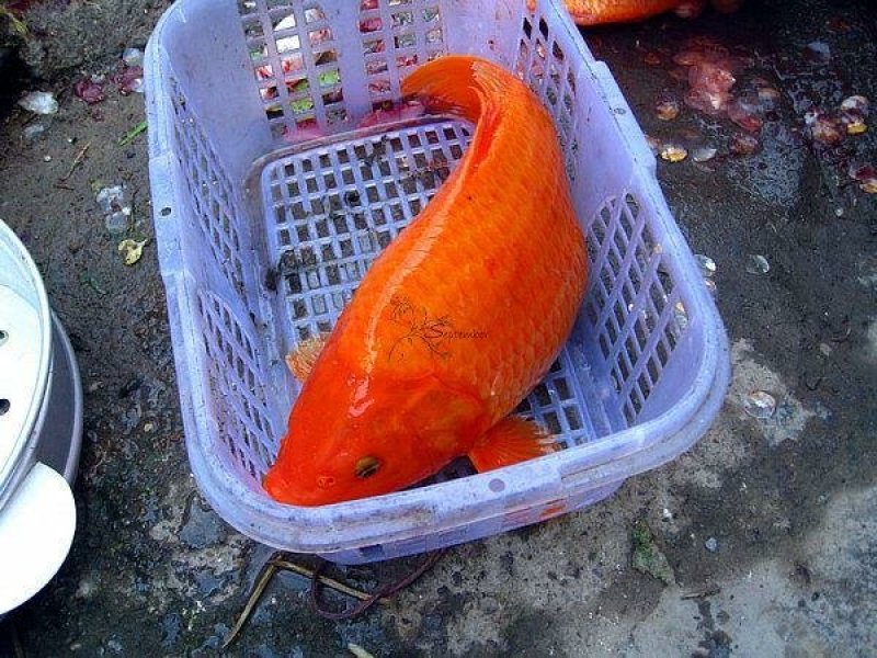 兴国红鲤鱼/苗十自孵水花/全国包邮包活