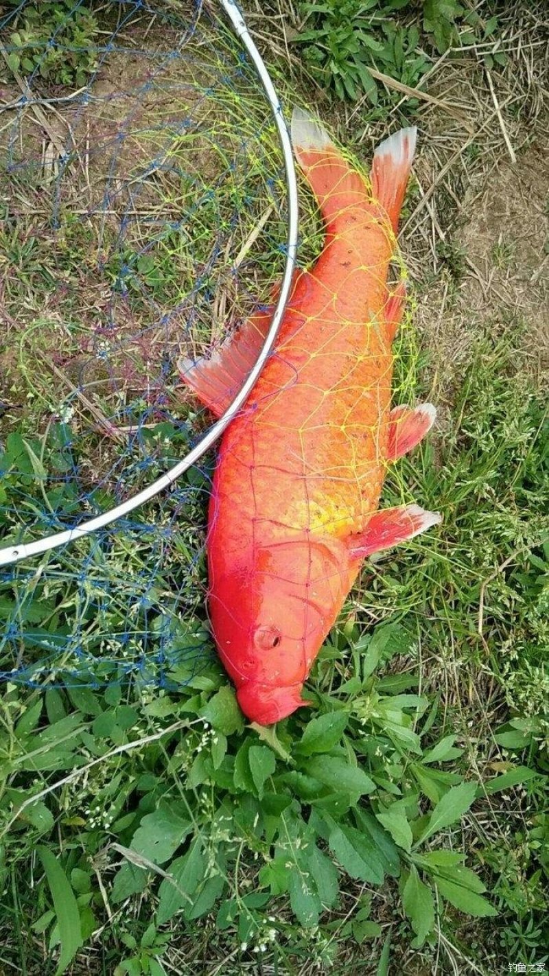 兴国红鲤鱼/苗十自孵水花/全国包邮包活