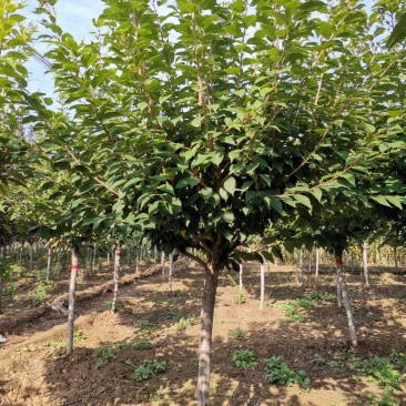 樱花，日本晚樱，工程用行道树，规格齐全，品质如金，繁花似