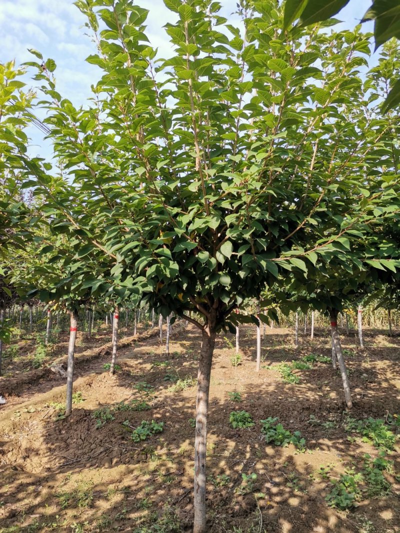 樱花，日本晚樱，工程用行道树，规格齐全，品质如金，繁花似